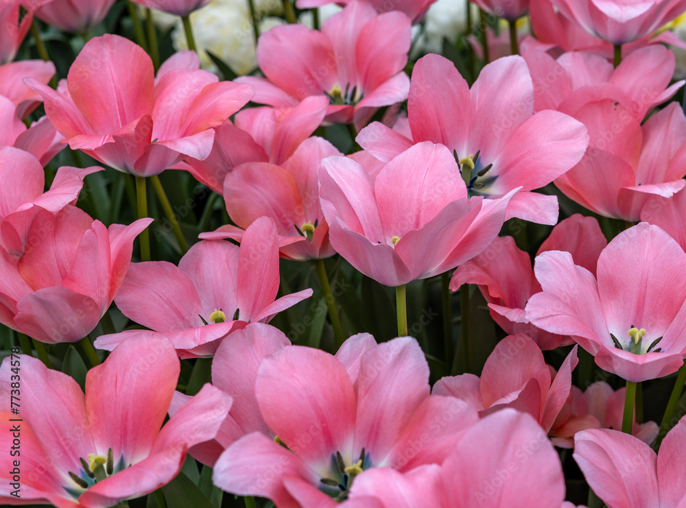 Pink tulip called Bella Blush, Darwinhybrid group. Tulips are divided into groups that are defined by their flower features Pink tulip called Bella Blush, Darwinhybrid group. Tulips are divided into groups that are defined by their flower features