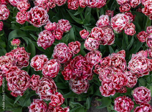 White and red tulip called 530-SL-05-3. Double Early group. Tulips are divided into groups that are defined by their flower features photo