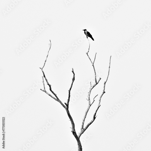 Minimalistic black and white photo of bird on the top of dry tree. Corvus cornix aka Hooded crow. Dark and horror mood. photo