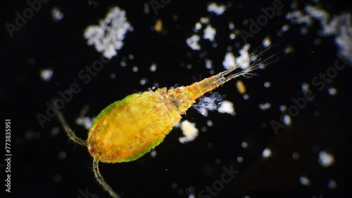 High magnification reveals the detailed body and eggs of a copepod plankton against a dark backdrop.