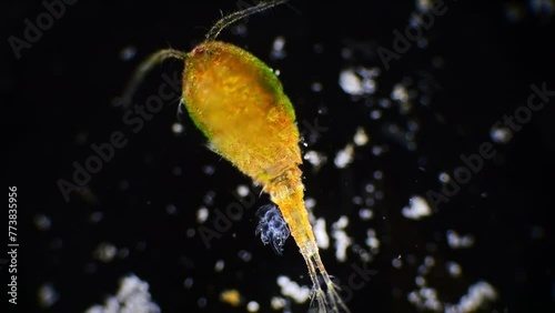 Microscopic close-up of a copepod, highlighting its body covered in a thin cuticle and visible eggs, against black.