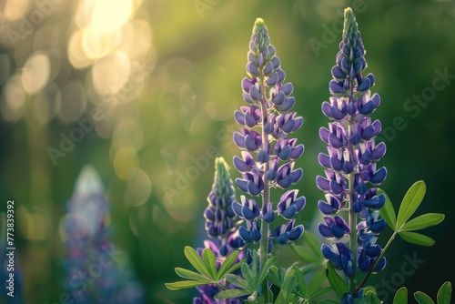 Springtime Lupine Blossom: A Picture of Wild Purple Flowers Amidst a Green Forest and Meadow