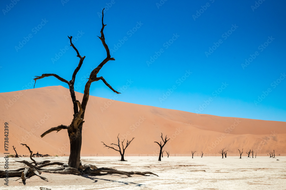 Scenic view of fossilized trees amongst sand dunes at Deadvlei, Namibia Scenic view of fossilized trees amongst sand dunes at Deadvlei, Namibia