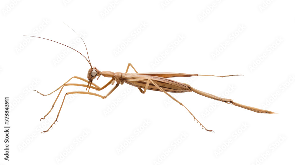 Detailed close up of an insect exploring a white space Detailed close up of an insect exploring a white space