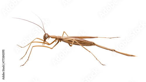 Detailed close up of an insect exploring a white space