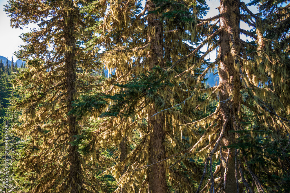 Fototapeta premium Massive Pine Trees at Mount Rainier National Park in Washington State