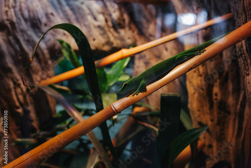 A green lizard on a bamboo branch in the zoo. photo
