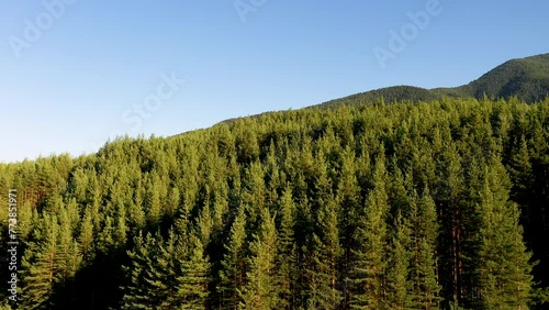 Aerial view of green forest and blue sky. Drone flies forward above the trees.
