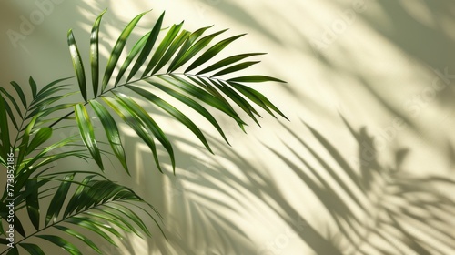 Palm Tree Shadow on Wall