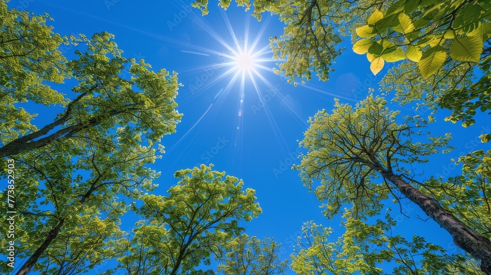 Obraz premium Sunlight Filtering Through Forest Trees
