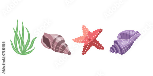 Sea shells vector set, mollusks, algae, starfish. Flat illustration of various seashells on white background. Collection for stickers.