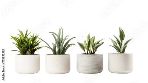 Three potted plants in various shapes and sizes, bringing a lively and harmonious display to any space