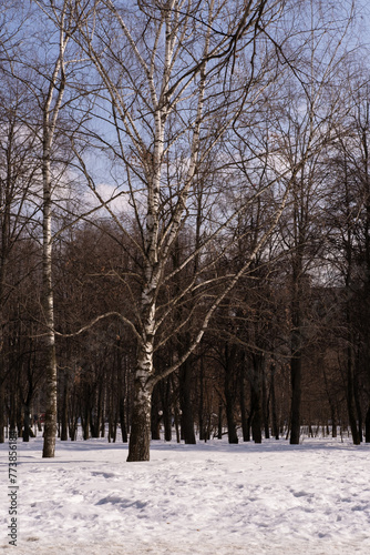 Landscape of city park in early spring, sunny day