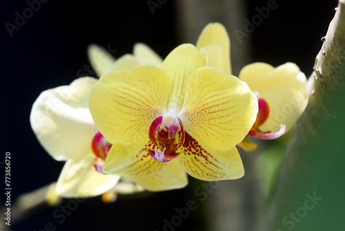 Beautiful orchid flower growth fresh ,during day time