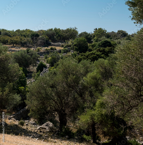 Natural landscape with old olive trees