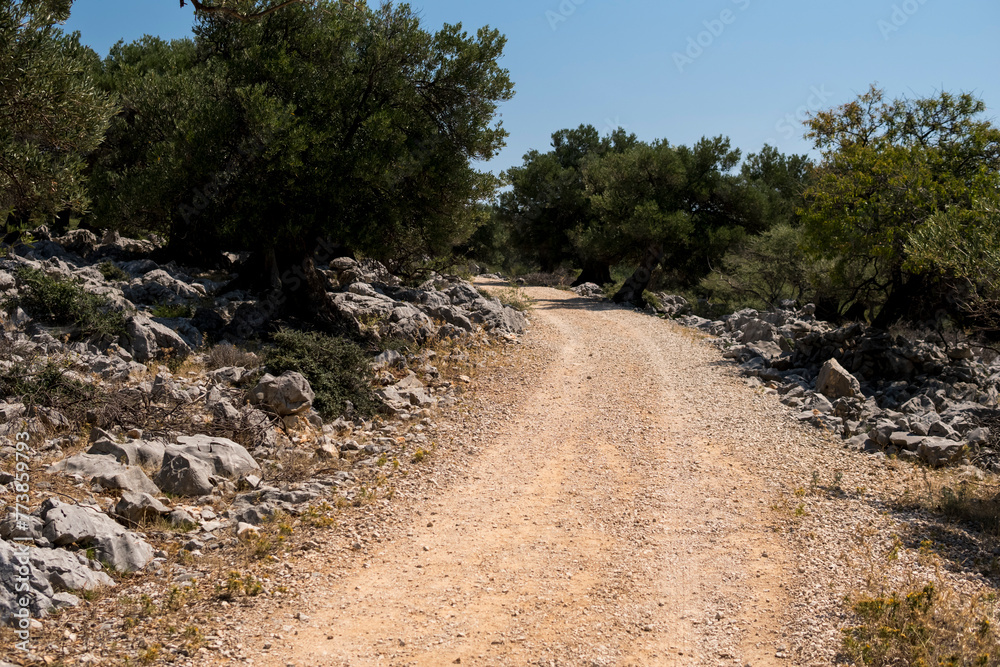 Ground road through an old olive groove Ground road through an old olive groove