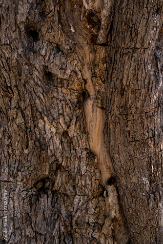 close-up of bark of an old olive tree