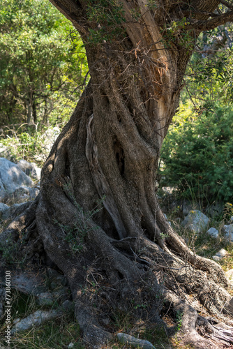 close-up of bark of an old olive tree