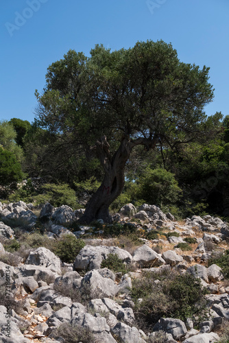 Natural landscape with old olive trees