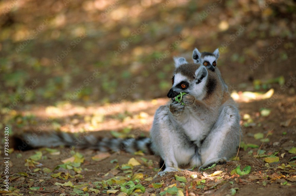 Naklejka premium Lémurien catta, Lemur catta, Madagascar