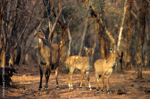 Antilope nilgaut, femelle et jeune , Boselaphus tragocametus, Parc national de Ranthambore, Inde