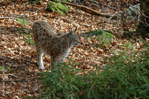 Lynx boréal, Lynx lynx © JAG IMAGES