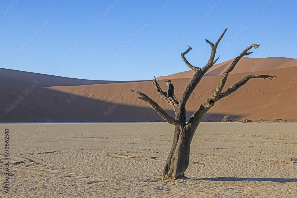 Picture of a dead tree in the Deadvlei salt pan in the Namib Desert in front of red sand dunes in the morning light Picture of a dead tree in the Deadvlei salt pan in the Namib Desert in front of red sand dunes in the morning light