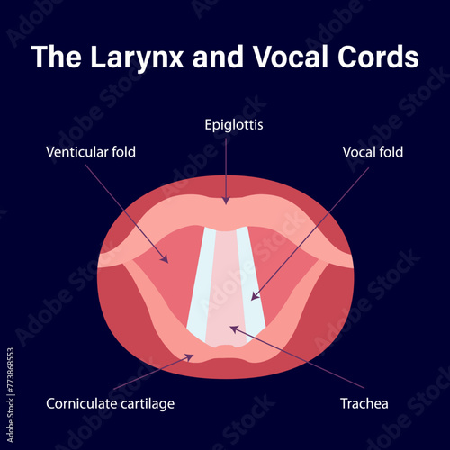 The Larynx And Vocal Cords The Larynx and Vocal Cord labeled Diagram
