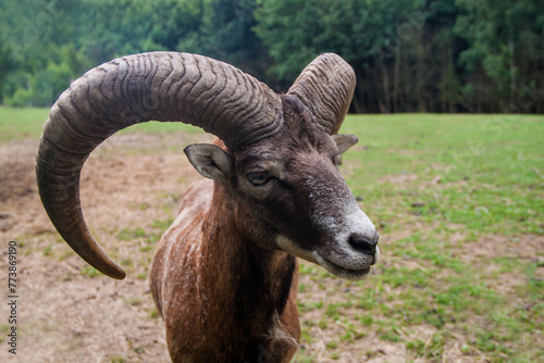 Bighorn sheep. Ovis canadensis. The wild nature