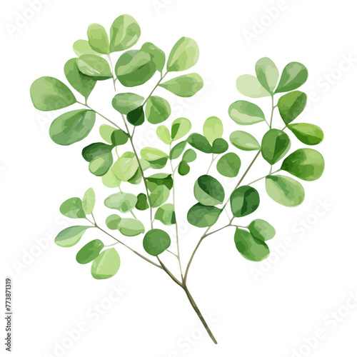 watercolor Moringa. Tropical tree branch.. Watercolour botanical illustration isolated on white background. watercolor moringa leaves