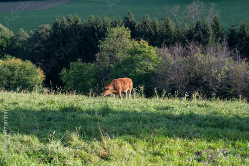 A cow in a green pasture