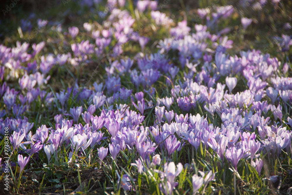 Obraz premium Spring purple snowdrops on green grass. Spring texture. Natural flowers