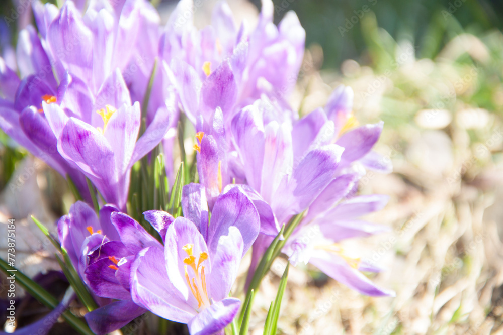 Spring purple snowdrops on green grass. Spring texture. Natural flowers Spring purple snowdrops on green grass. Spring texture. Natural flowers