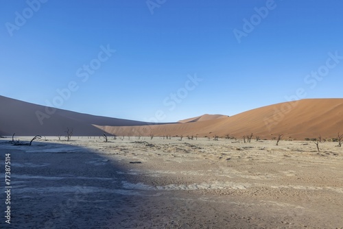 Picture of a dead tree in the Deadvlei salt pan in the Namib Desert in front of red sand dunes in the morning light