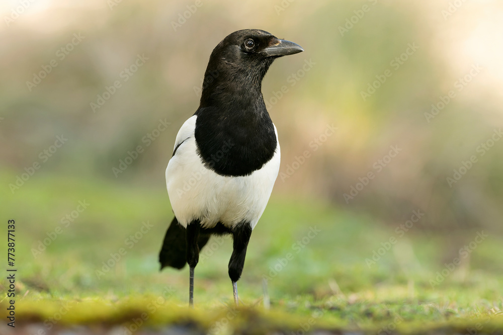 Common magpie in a Mediterranean forest with the first morning lights in a Mediterranean oak and pine forest Common magpie in a Mediterranean forest with the first morning lights in a Mediterranean oak and pine forest