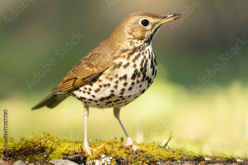Song thrush in a Mediterranean forest with the first morning lights near a water point photo