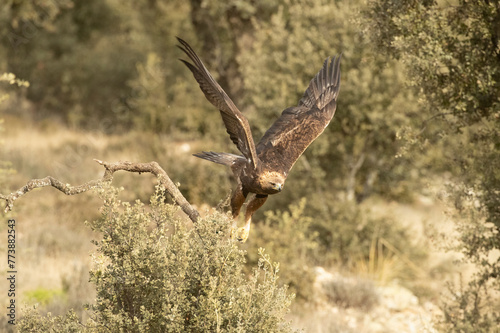 Adult male Golden Eagle flying in a Mediterranean pine and oak forest at first light on a cold winter day