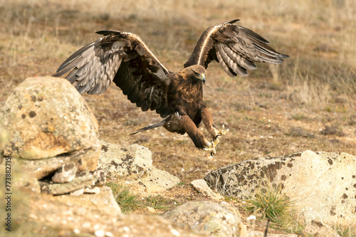 Golden Eagle arriving at its favorite perch within its territory in a Mediterranean forest at first light in the morning