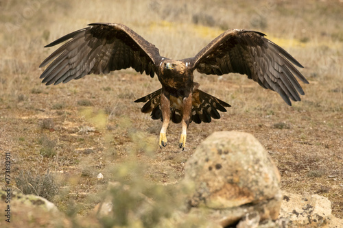 Golden Eagle arriving at its favorite perch within its territory in a Mediterranean forest at first light in the morning