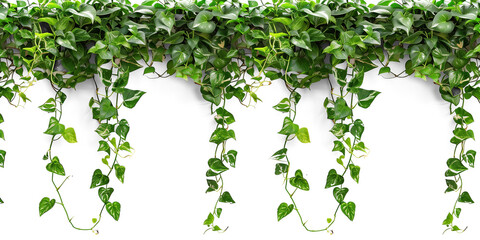 Tropical creeper border hanging, isolated on transparent background