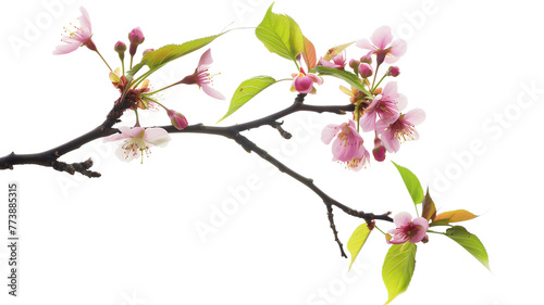 wild Himalayan cherry blossom pink flowers with young leaves budding on tree twig, over a transparent background