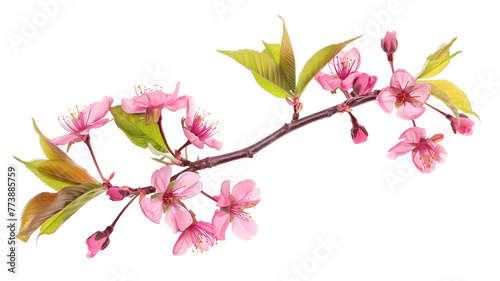 wild Himalayan cherry blossom pink flowers with young leaves budding on tree twig  over a transparent background