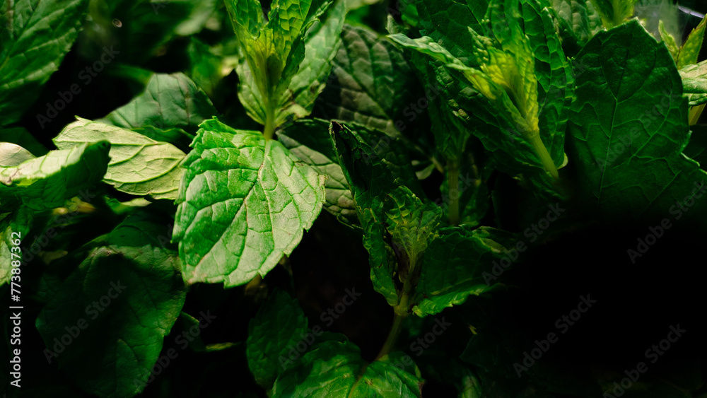 green leaves in the forest green background green leaves in the forest green background
