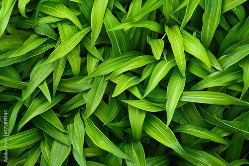 Full green grass blades for a natural, fresh, close-up background. photo