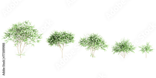 3d illustration of set Nyctanthes arbor tristis tree isolated on transparent background photo