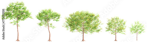 3d illustration of Neolamarckia cadamba tree isolated on transparent background photo