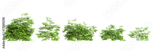 3d illustration of set Artabotrys odoratissimus bush isolated on transparent background photo