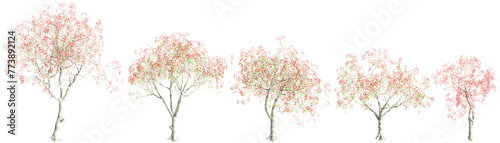 3d illustration of set Erythrina variegata tree isolated on transparent background photo