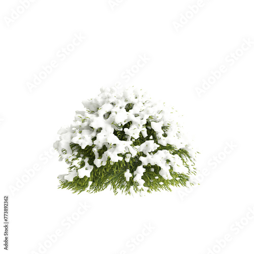 3d illustration of Cryptomeria japonica snow covered tree isolated on transparent background