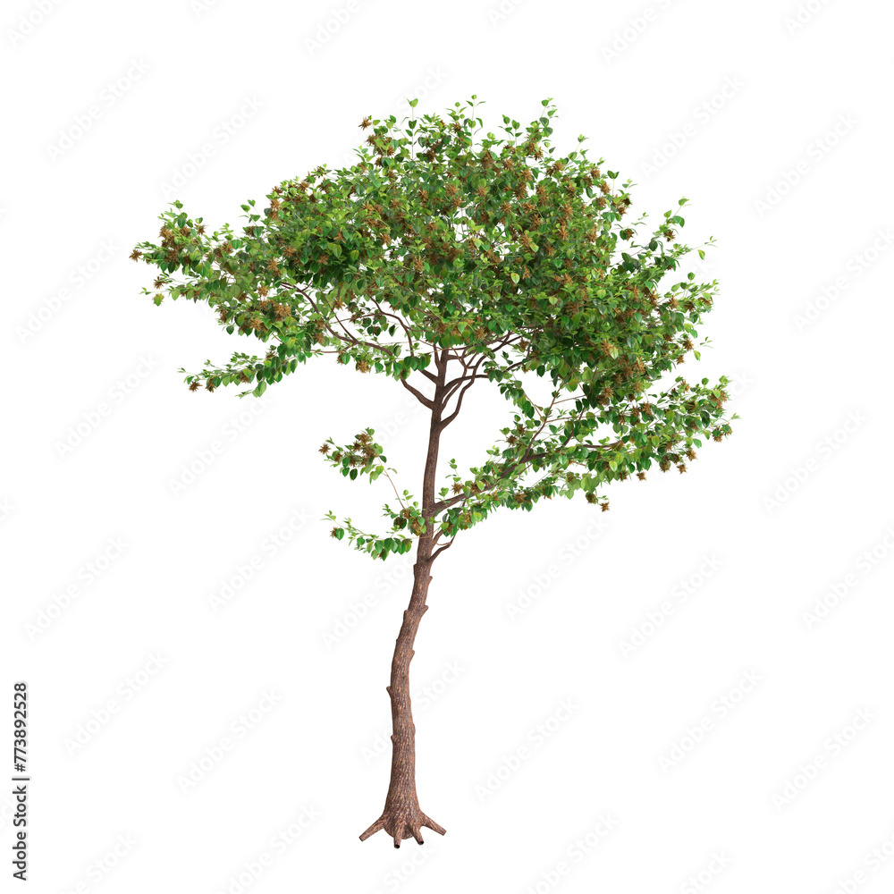 3d illustration of Neolamarckia cadamba tree isolated on transparent background